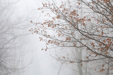 Canvas Print - Trees on an alley shrouded in fog.