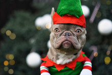 Portrait Of Funny Lilac French Bulldog Dog Dressed Up As Christmas Elf Wearing Costume With Greena Nd Red Hat And Shirt