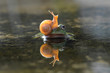 Leinwandbild Motiv snail above the frog's head