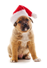 Canvas Print - Dog in a Christmas hat.