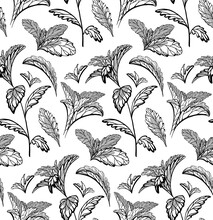 Seamless Herbal Pattern With Stevia And Peppermint Plants. Nature And Naturalness. Hand Drawn Background With Strokes. Vector Sketch Texture For Wallpapers, Backgrounds, Menus And Your Design.