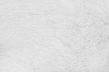Wall Mural - Cat fur skin , animal short smooth patterns nature texture white gray background