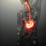 Fototapeta Na ścianę - Human Stomach Radiology Exam