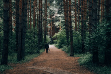 A Man With A Suitcase Goes Through A Dense Coniferous Forest