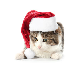 Cute funny cat in Santa hat on white background