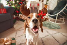 Cute Dog With Deer Horns In Room Decorated For Christmas