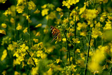 Blooming Rapeseed Field With Nymphalis Butterfly