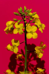 Canvas Print - Flowers and buds of rape on scarlet background close up