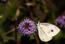 Butterfly On A Flower. Small White Cabbage Butterfly Sitting On A Purple Flower.