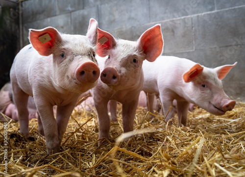 Fotomural Neugierige Ferkel in einen Stall mit Stroh