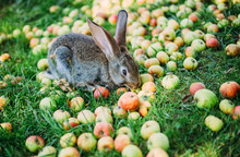 Rabbit Eating Apples In The Grass In The Garden.