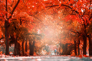 beautiful fall trees in the park. colorful yellow-green trees.