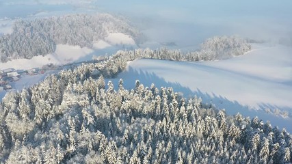 Wall Mural - Aerial view over snow-covered trees of a fir forest in the canton of Lucerne in Switzerland