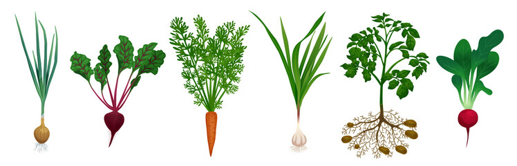 Wall Mural - Realistic Root Vegetables Set