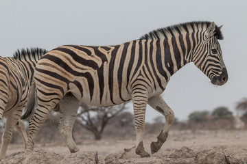 Burchells Zebras at the waterhole, Etosha national park, Namibia, Africa