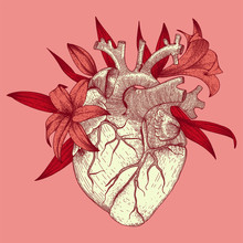 Vector Illustration Of Anatomy Heart With Lily Flowers For T-shirt Print For St. Valentines Day