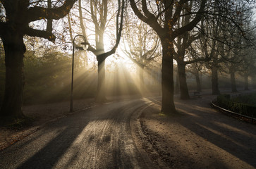 Wall Mural - sunbeams shining through the trees on a foggy, autumn morning in a park.
