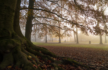 Wall Mural - cyclist in the distance on a foggy, autumn morning in a park.