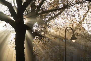 Wall Mural - sunbeams shining through the tree's on a foggy, autumn morning in a park.