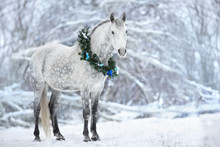 White Horse With Christmas Wreath Isolated On Black Background