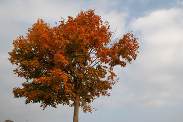 Wall Mural - Arbre en automne