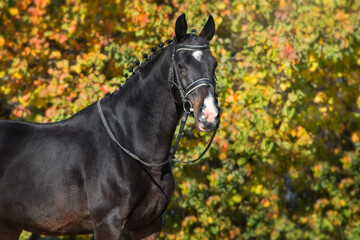 Wall Mural - Bay horses in bridle against yellow autumn trees