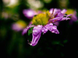 Wall Mural - Flower in the garden after rain