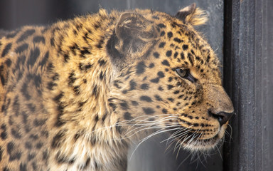 Canvas Print - Portrait of a leopard in a zoo