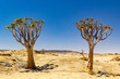 Two quiver trees growing out of stony ground, Naukluft Park, Namibia, Africa