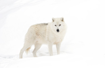 Wall Mural - Arctic wolf isolated on white background walking in the winter snow in Canada