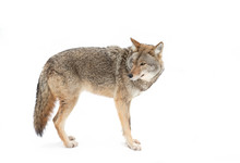 A Lone Coyote Canis Latrans Isolated On White Background Walking And Hunting In The Winter Snow In Canada