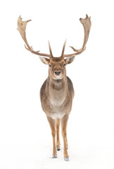 Wall Mural - Fallow deer buck with huge antlers isolated on white background walking through the winter snow in Canada