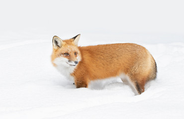 Wall Mural - Red fox (Vulpes vulpes) with a bushy tail and orange fur coat isolated on white background hunting in the freshly fallen snow in Algonquin Park, Canada