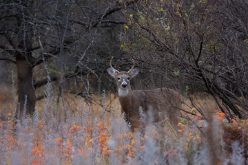 Wall Mural - Trophy White-tailed deer buck with huge neck looking for a mate during the rut in the early morning autumn light in Canada