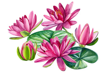 pink lotus, beautiful watercolor flowers on white background, hand drawing