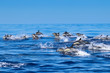 Delfin Gruppe im Atlantik