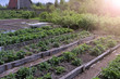 Beds of growing onions and strawberries and vegetables in farm, gardening and farming concept. Farm homestead with agricultural landings. Plants of berries and vegetables in garden.