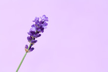 Beautiful Lavender Flowers.