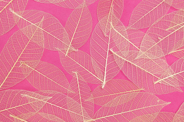 Close up detail of natural leaf skeletons against a pink background 