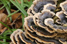 Close Up Detail Of Brown And White Bracket Fungus Growing On A Beech Tree Stump In A Woodland In Cardiff, Wales, UK
