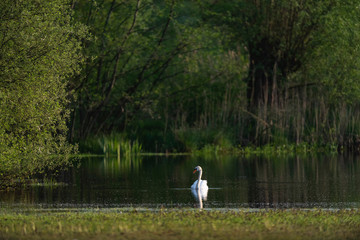 Wall Mural - Mute swan in lake on sunny day in early spring.