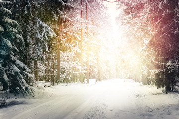 road in winter forest in sunlight.