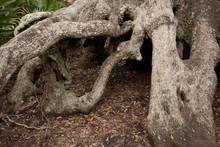 Twisted And Gnarly Tree Roots