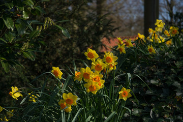 Wall Mural - yellow flowers in garden