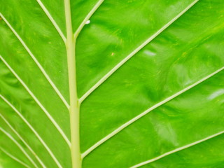 Wall Mural - closeup of green leaf with drops of water, leaves background