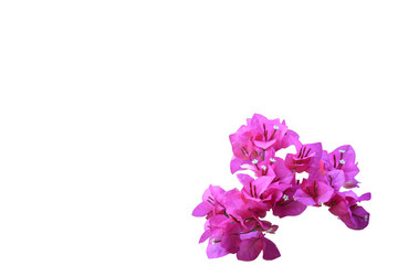 Beautiful pink red bougainvillea blooming isolated on white background, Bright pink red bougainvillea flowers as a floral background,Close-up Bougainvillea tree with flowers isolated on white