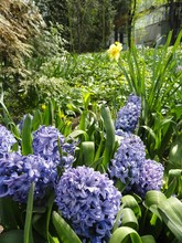 Lilac Irises On A Flower Bed In The Park