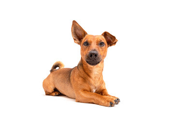 Small brown dog sitting on the floor isolated on white background. Mixed breed of parson jack russell terrier, chihuahua and german shepherd. Age 2 years.Funny dogs concept.