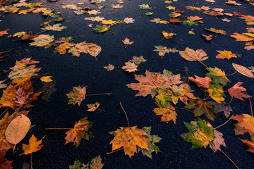 Wall Mural - Autumn yellow dry oak leaves on asphalt.