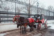 A pair of beautiful horses in a red harness harnessed to an old red carriage against a snowy winter park in Vienna. Horse riding in a carriage in Christmas Vienna,Austria